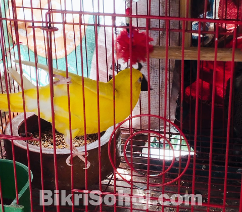Lutino Red Eye প্রিমিয়াম কোয়ালিটি